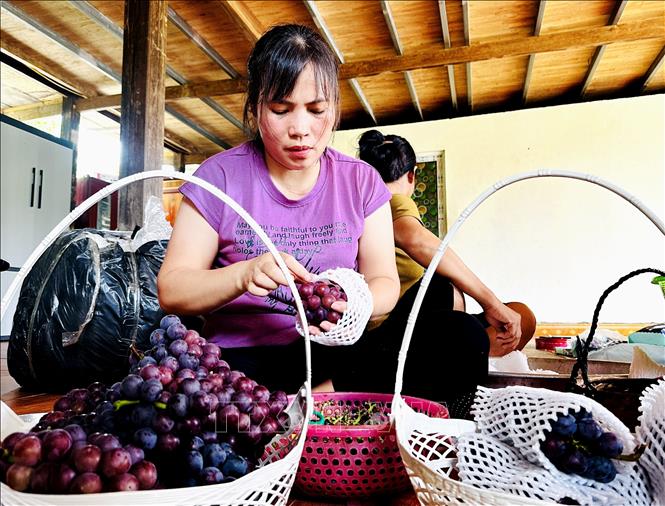 Sơ chế nho Hạ đenn chuẩn bị xuất ra thị trường. Ảnh: Đức Thọ - TTXVN
