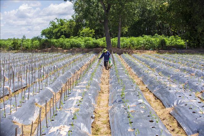 Giai đoạn 2 của Dự án Tưới tiêu khu vực phía Tây sông Vàm Cỏ Đông với mục tiêu thúc đẩy phát triển nông nghiệp và nâng cao chất lượng đời sống người dân địa phương. Ảnh: Giang Phương - TTXVN