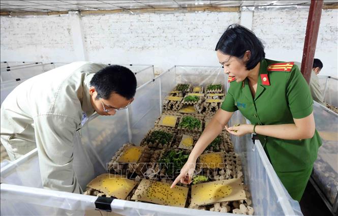 Học viên cai nghiên được học về kinh nghiệm nuôi dế ở Cơ sở cai nghiện số 3, Công an thành phố Hà Nội. Ảnh: Phạm Kiên - TTXVN