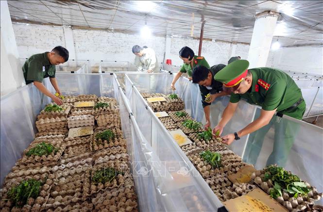Mô hình nuôi dế tại các cơ sở cai nghiện ma tuý mới được phòng cảnh sát điều tra tội phạm về ma tuý, Công an thành phố Hà Nội. Ảnh: Phạm Kiên - TTXVN