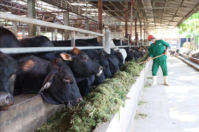 The closed-chain “farm-to-table” model of Pacow International, which has carved out a niche in Vietnam’s nascent chilled beef market. VNA Photo: Thanh Tân