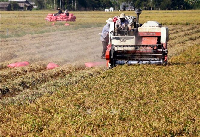 Nông dân sử dụng máy gặt đập liên hợp trong thu hoạch lúa. Ảnh: TTXVN phát.