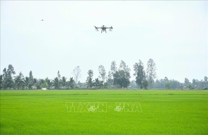 Sử dụng máy bay không người lái trong canh tác lúa giúp nông dân tiết kiệm giống, giảm lượng phân bón, thuốc hóa học, giảm chi phí sản xuất so với truyền thống từ 20 – 30%. Ảnh: TTXVN phát.