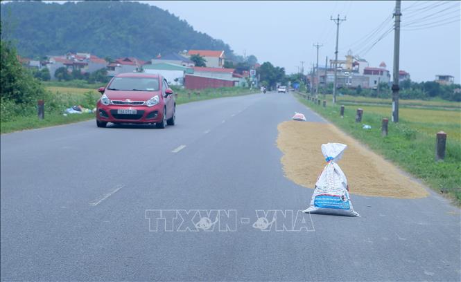 Phơi thóc trên đường ảnh hưởng đến các phương tiện lưu thông. Ảnh: Công Luật - TTXVN