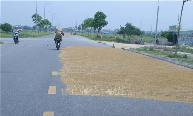 Phơi thóc trên đường giao thông tại xã Kim Thái, huyện Vụ Bản (Nam Định). Ảnh: Công Luật - TTXVN