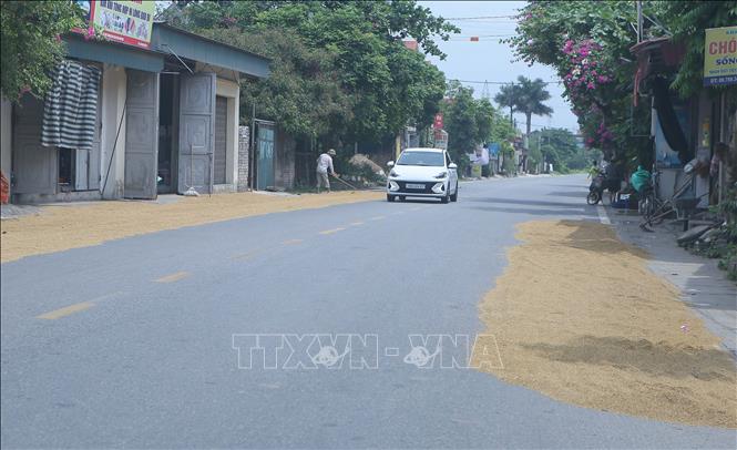 Người dân phơi thóc trên đường, đoạn qua địa phận xã Cộng Hoà, huyện Vụ Bản (Nam Định). Ảnh: Công Luật - TTXVN