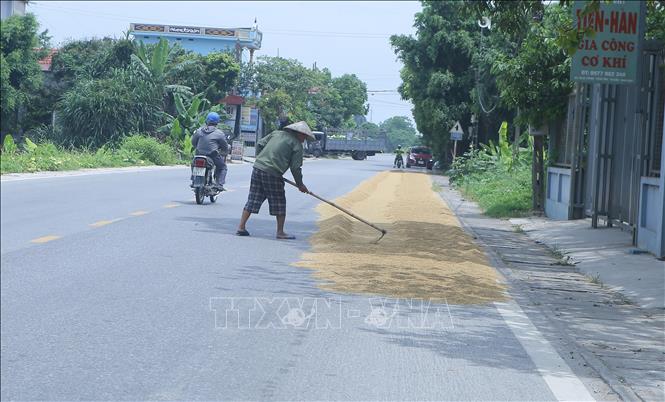 Người dân phơi thóc trên đường giao thông tại xã Cộng Hoà, huyện Vụ Bản (Nam Định). Ảnh: Công Luật - TTXVN