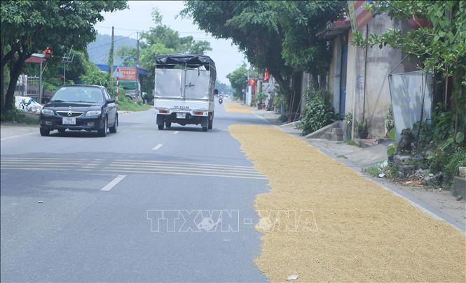 Phơi thóc trên đường quốc lộ 38B. Ảnh: Công Luật - TTXVN
