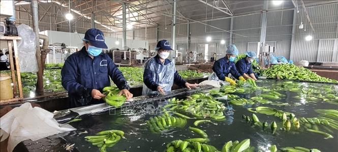 Sơ chế chuối tại Công ty cao su Thống Nhất để xuất khẩu sang thị trường Trung Quốc và Hàn Quốc. Ảnh: Hoàng Nhị - TTXVN