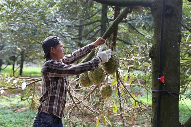 Thu hoạch sầu riêng được cấp mã vùng trồng tại huyện Châu Đức (Bà Rịa -Vũng Tàu). Ảnh: Hoàng Nhị - TTXVN