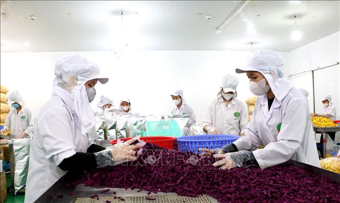 Sản xuất sản phẩm khoai lang tím sấy đạt chuẩn OCOP 5 sao. Ảnh: Lê Thúy Hằng – TTXVN