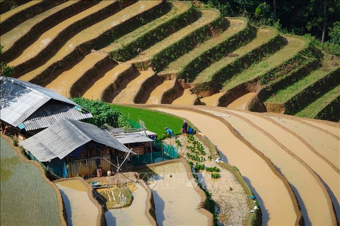Những thửa ruộng bậc thang mùa nước đổ mang vẻ đẹp đặc trưng của những “dải lụa” vắt ngang lưng trời. Ảnh: Tuấn Anh-TTXVN