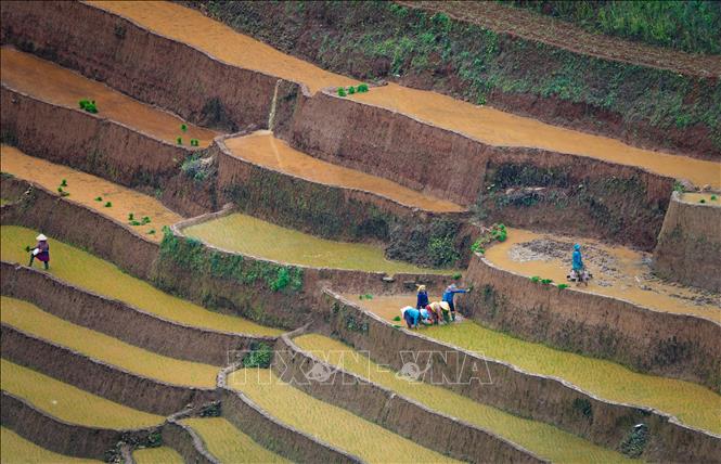 Thời điểm này, người dân vùng cao Mù Cang Chải bước vào vụ lúa mới. Ảnh: Tuấn Anh-TTXVN