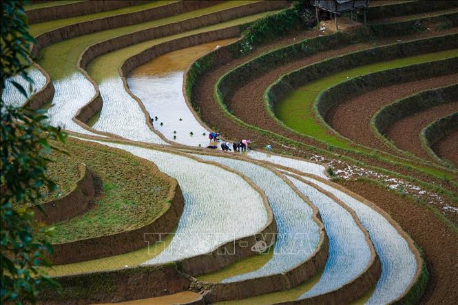 Những thửa ruộng bậc thang uốn lượn trên lưng chừng núi mang một gam màu trầm, một vẻ hoang sơ, đúng chất của núi rừng Tây Bắc. Ảnh: Tuấn Anh-TTXVN