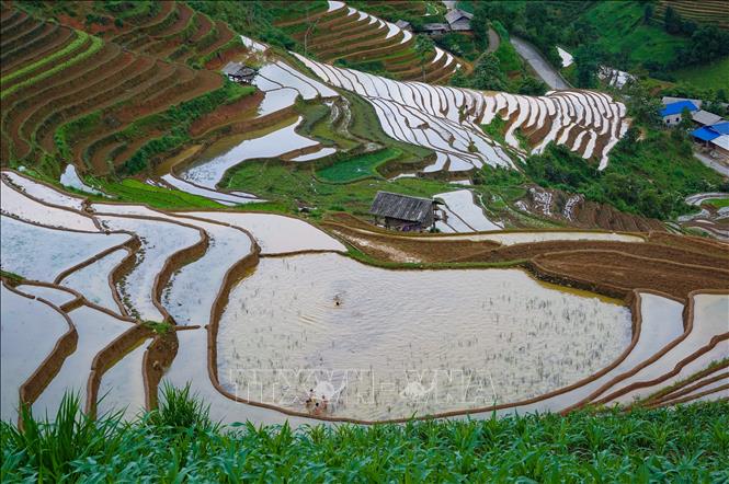 Mùa nước đổ khiến những thửa ruộng bậc thang Mù Cang Chải hiện lên đẹp tựa bức tranh. Ảnh: Tuấn Anh-TTXVN