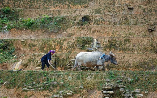 Ruộng bậc thang là sự kết hợp hoàn hảo giữa vẻ đẹp hùng vĩ của núi rừng cùng vẻ đẹp lao động của đồng bào Mông Mù Cang Chải. Ảnh: Tuấn Anh-TTXVN