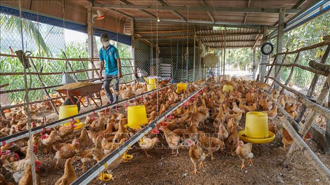 Người dân Tây Ninh ổn định cuộc sống với mô hình nuôi gà ta thả vườn. Ảnh: Giang Phương - TTXVN