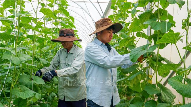 Mô hình trồng dưa lưới giúp nâng cao năng suất, chất lượng nông sản, góp phần thúc đẩy phát triển nông nghiệp theo hướng bền vững tại Tây Ninh. Ảnh: Giang Phương - TTXVN