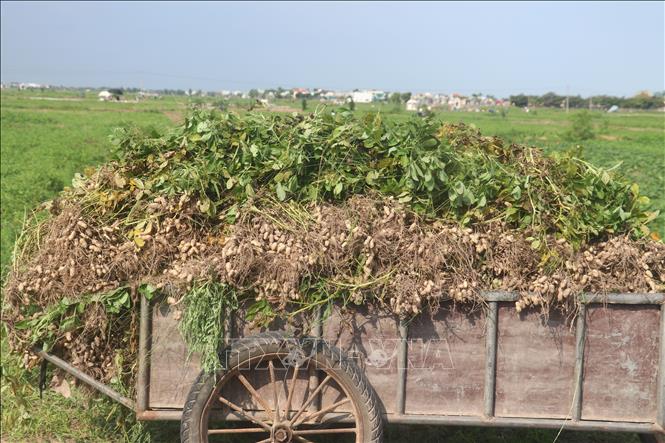 Thu hoạch lạc vụ Xuân. Ảnh: Vũ Quang – TTXVN