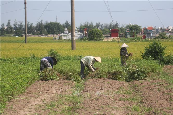 Người dân huyện Kiến Xương (Thái Bình) thu hoạch lạc vụ Xuân 2025. Ảnh: Vũ Quang – TTXVN