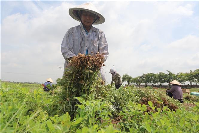 Người dân xã Vũ An (Kiến Xương, Thái Bình) thu hoạch lạc vụ Xuân. Ảnh: Vũ Quang – TTXVN