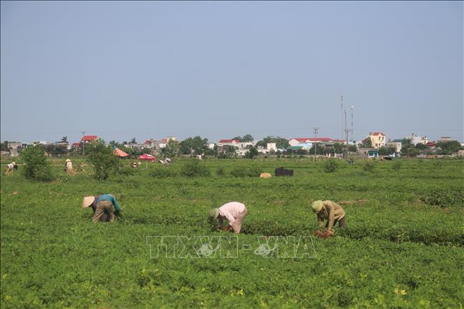 Người dân huyện Kiến Xương (Thái Bình) thu hoạch lạc vụ Xuân 2025. Ảnh: Vũ Quang – TTXVN