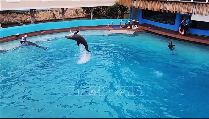Show biểu diễn cá heo trong một khu nghỉ dưỡng tại thành phố du lịch biển Cancun, bang Quintana Roo, Mexico. Ảnh: Phi Hùng - PV TTXVN tại Mexico