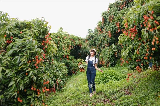 Tan Yen district in the past two years welcomes nearly 10,000 tourists during the lychee season, generating around 3 billion VND (nearly 115,000 USD) in tourism revenue. VNA/Photo by courtesy