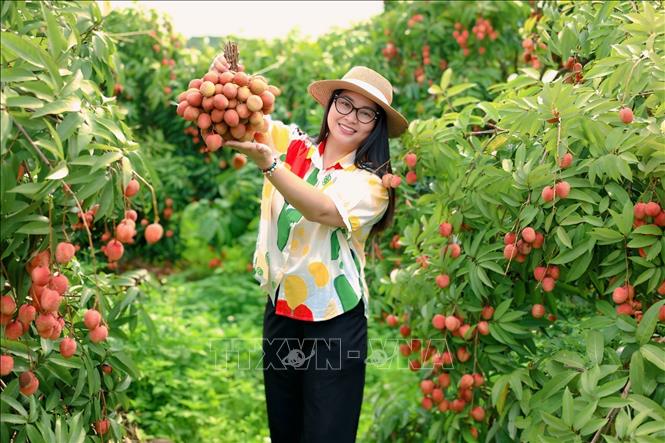 Lychee orchards are opened to visitors, offering fruit-picking and on-site tasting, increasing the economic value of the crop. VNA/Photo by courtesy