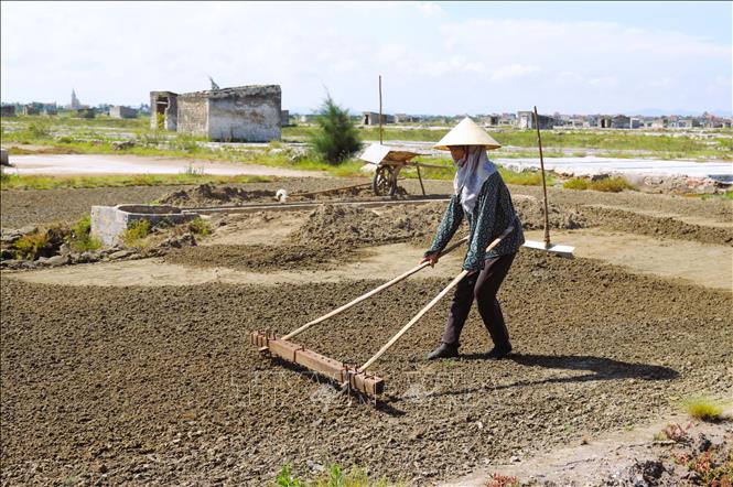 Dùng dụng cụ có tên gọi là “bừa” để xới cát biển đã phơi nắng hơn 10 giờ đồng hồ trước khi gom lại thành luống. Công việc xới cát biển phải đi thụt lùi để có thể quan sát và điều chỉnh được độ dày mỏng của lớp cát cần xới lên. Ảnh: Xuân Tiến-TTXVN 