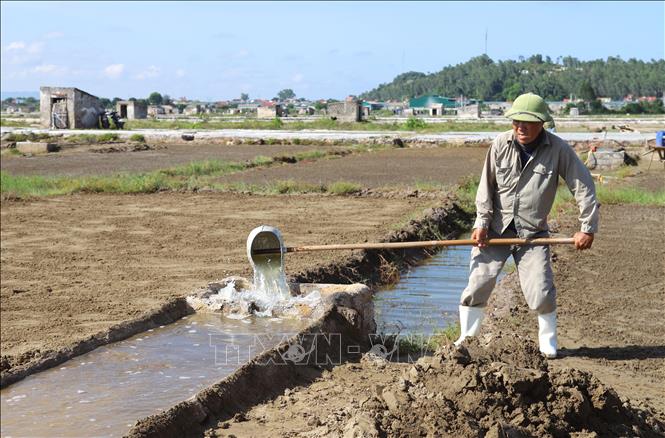 Múc nước biển từ hệ thống mương dẫn vào chạt (giát) để lọc lấy nước mặn. Ảnh: Xuân Tiến-TTXVN 