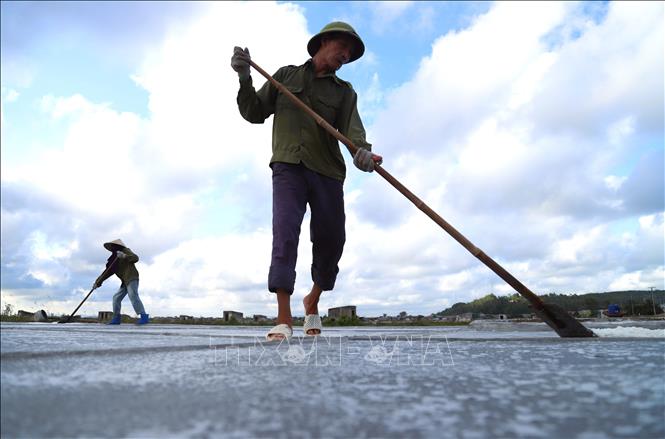 Diêm dân cạo, gom muối trên nền sân phơi để lấy muối thành phẩm mỗi khi chiều về. Ảnh: Xuân Tiến-TTXVN 