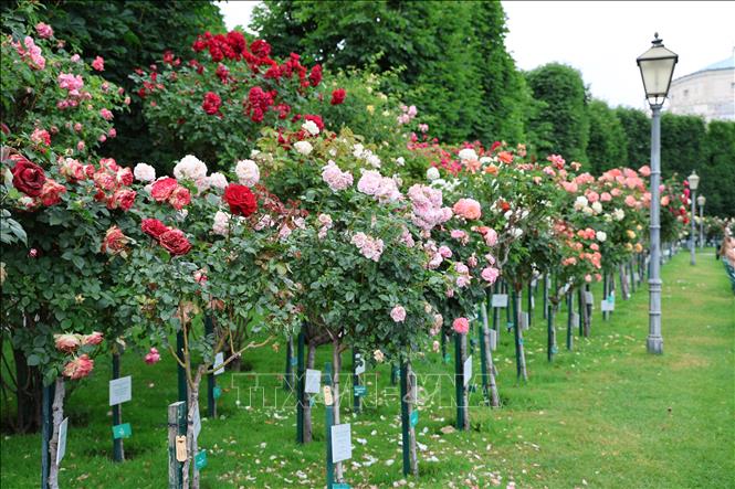 Lễ hội hoa hồng trong công viên Volksgarten ở trung tâm thành phố Vienna, Áo. Ảnh: Thu Hằng - Pv TTXVN tại Áo