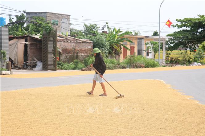 Người dân phơi thóc trên tuyến đường ĐT369B, đoạn qua địa phận xã Tây Tiến (Tiền Hải, Thái Bình). Ảnh: Vũ Quang - TTXVN