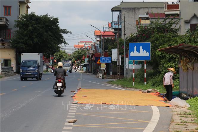 Người dân lấn chiếm hành lang an toàn giao thông để phơi thóc trên tuyến đường ĐT454, đoạn qua địa phận huyện Vũ Thư (Thái Bình). Ảnh: Vũ Quang - TTXVN