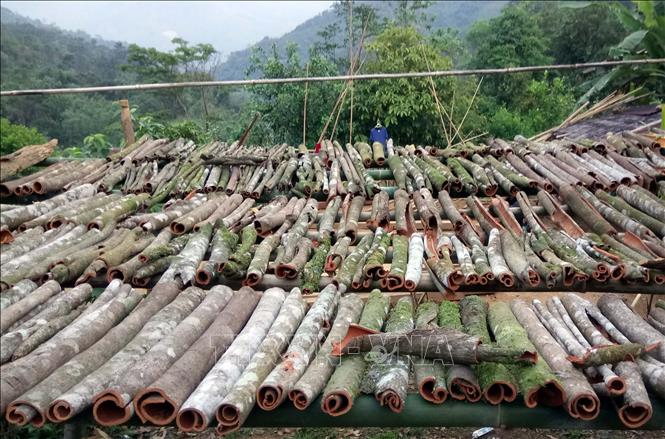 Cinnamon grown in Nam Tra My district has a higher value than other types of cinnamon. VNA Photo: Đỗ Trưởng 