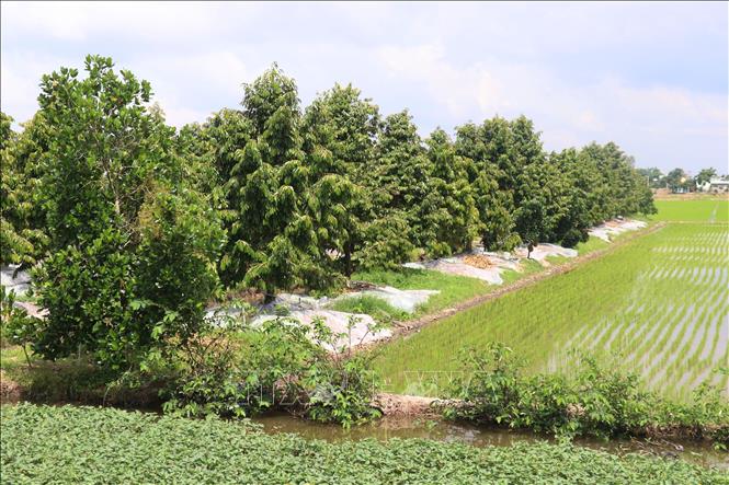 Trồng sầu riêng ở xã Mỹ Đông, huyện Tháp Mười (Đồng Tháp). Ảnh: Nguyễn Văn Trí - TTXVN