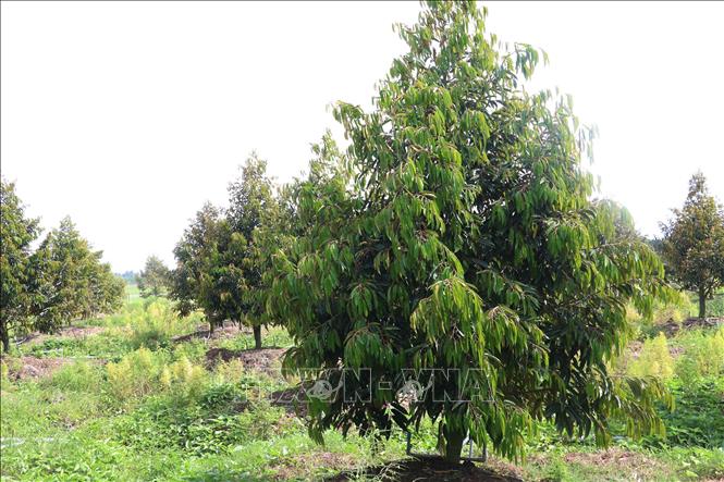 Trồng sầu riêng ở xã Mỹ Đông, huyện Tháp Mười (Đồng Tháp). Ảnh: Nguyễn Văn Trí - TTXVN