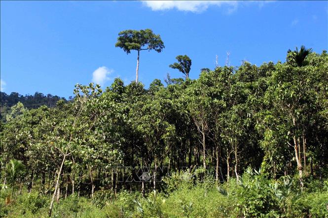 A cinnamon forest in Tra Leng commune, Nam Tra My district. VNA Photo: Đỗ Trưởng 