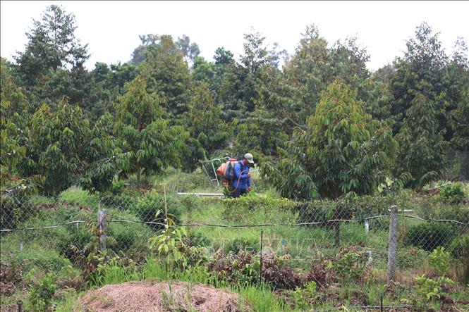 Vùng trồng sầu riêng ở xã Mỹ Hiệp, huyện Cao Lãnh ( Đồng Tháp). Ảnh: Nguyễn Văn Trí - TTXVN