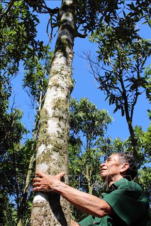 Cinnamon trees grown in Nam Tra My district are ready for harvesting after 10 years of planting. VNA Photo: Đỗ Trưởng 