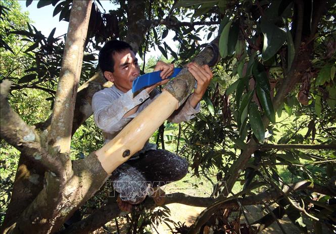 Cinnamon trees grown in Nam Tra My district are ready for harvesting after 10 years of planting. VNA Photo: Đỗ Trưởng