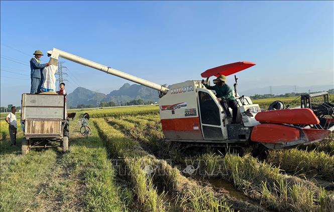 Máy gặt tự động tuốt lúa có hệ thống đổ lên xe giúp giải phóng sức lao động cho nông dân. Ảnh: Việt Hoàng - TTXVN
