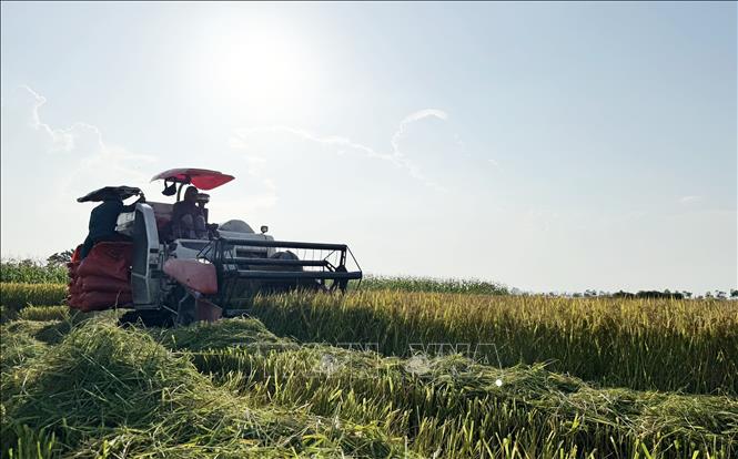 Máy gặt liên hợp giúp giảm sức lao động, tiết giảm chi phí đầu tư, tăng hiệu quả kinh tế. Ảnh: Việt Hoàng - TTXVN
