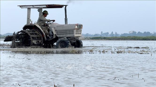 Nông dân sử dụng máy cày làm đất chuẩn bị gieo mạ cho mùa vụ mới. Ảnh: Việt Hoàng - TTXVN
