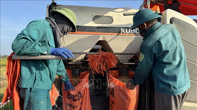 Máy chạy gặt giúp nông dân giảm sức lao động. Ảnh: Việt Hoàng - TTXVN
