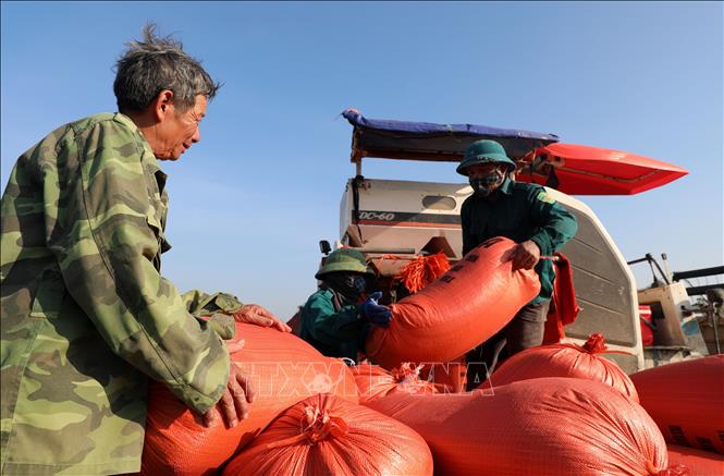 Nông dân thôn Yên Trường, xã Đông Yên, thành phố Thanh Hóa thu hoạch lúa bằng máy chạy gặt. Ảnh: Việt Hoàng - TTXVN
