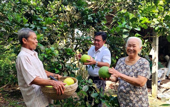 Gia đình ông Châu Văn Triều (xã Mỹ Lộc, huyện Tam Bình) thường cùng nhau thăm vườn mỗi khi có dịp sum họp.  Ảnh: Lê Thúy Hằng – TTXVN