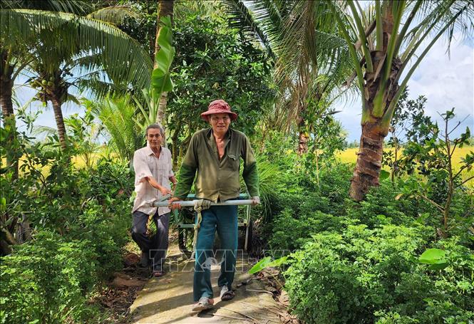 Ông Châu Văn Triều (xã Mỹ Lộc, huyện Tam Bình) giữ mối quan hệ chan hòa với hàng xóm, cùng đóng góp xây dựng địa phương. Ảnh: Lê Thúy Hằng – TTXVN