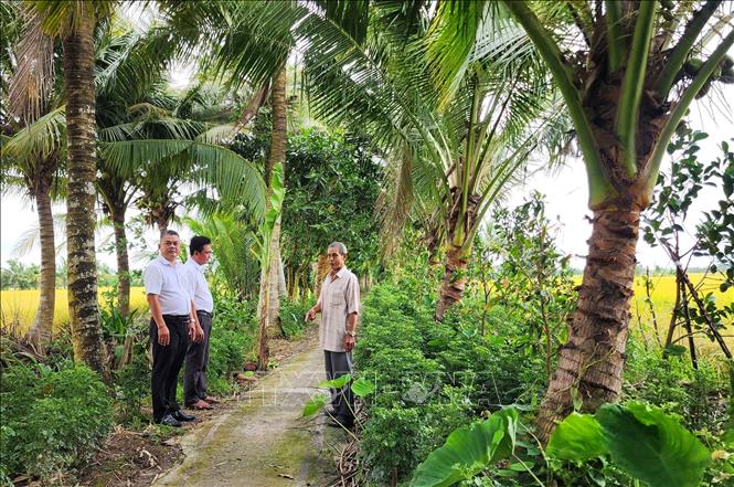 Con đường do gia đình ông Châu Văn Triều (xã Mỹ Lộc, huyện Tam Bình) vận động người dân địa phương cùng đóng góp ngày công và kinh phí thực hiện. Ảnh: Lê Thúy Hằng – TTXVN